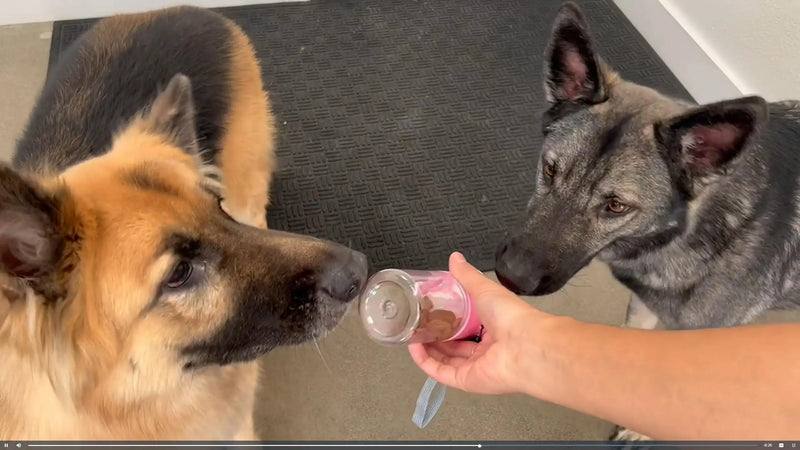 Comedouro Portátil Canino Prático Para Passeio